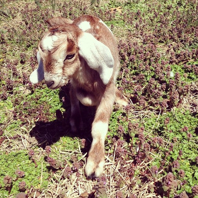 First Goat Birth on the Farm! (Video bonus, too)