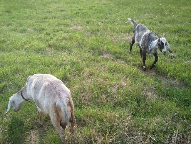 Dogs and the Dairy Goats on a Pasture Walk