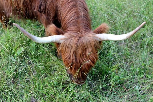 Highland Beef Cows in Tennessee