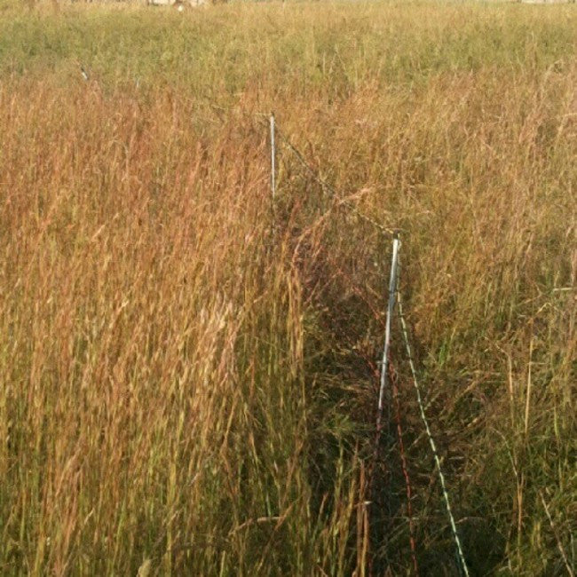 Electro-Netting vs. Polywire for Rotational Goat Fencing