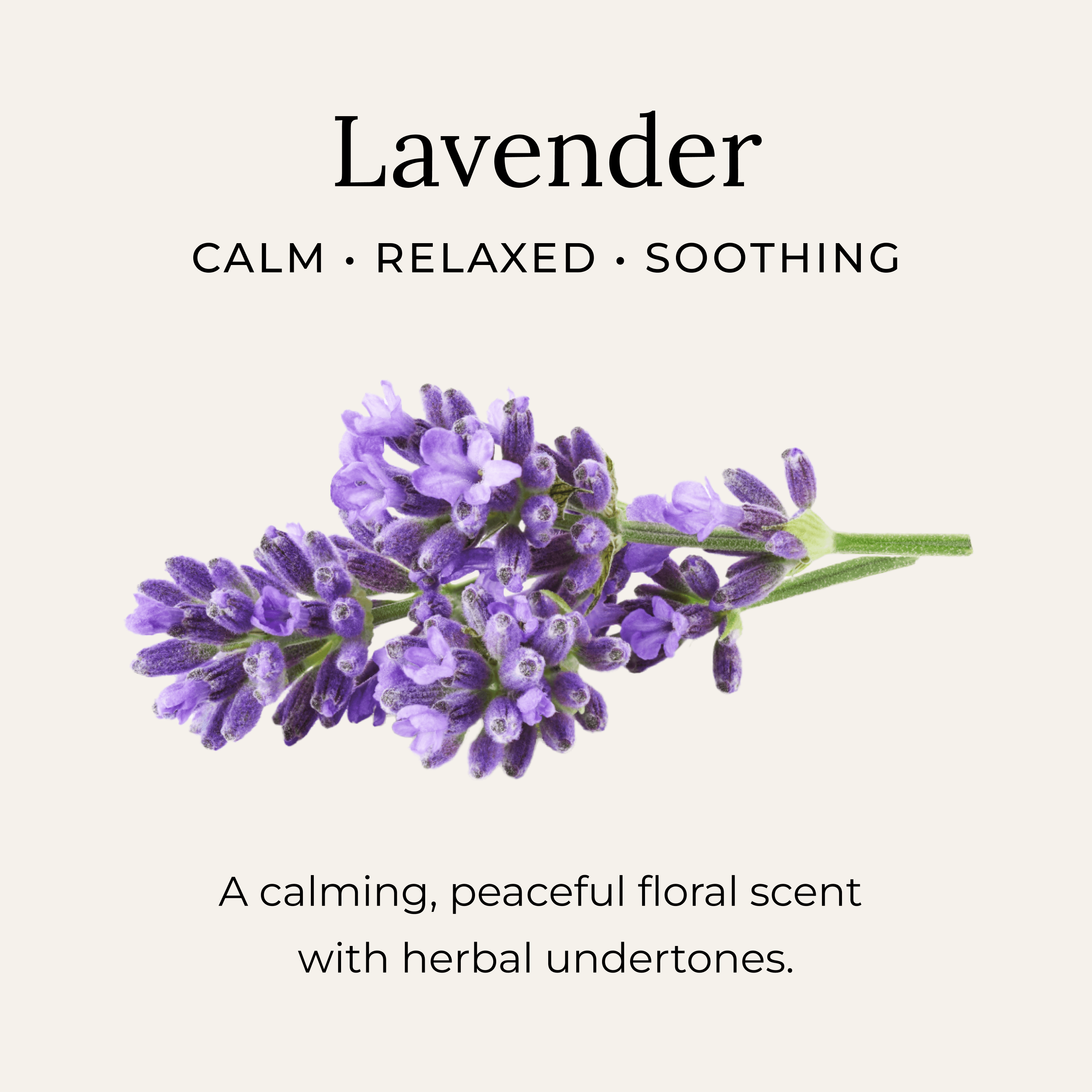 lavender plant health benefits Lavender Body Oil – Little Seed Farm